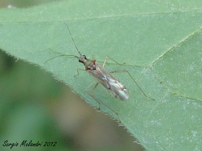 Miridae: Dicyphus errans e juv. della Romagna (RA)